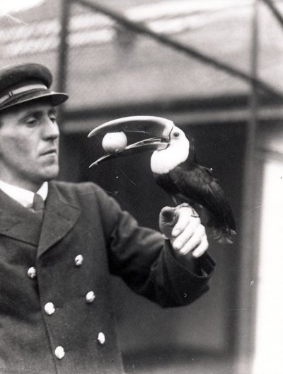 A Toucan Holds an Egg in Its Mouth on the Arm of a Keeper, 1924 by Frederick William Bond